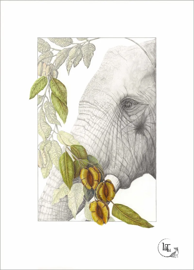 Tea Towels - Zambezi Dreams - Image 1