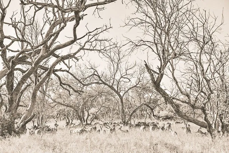 Impala forest - Image 2