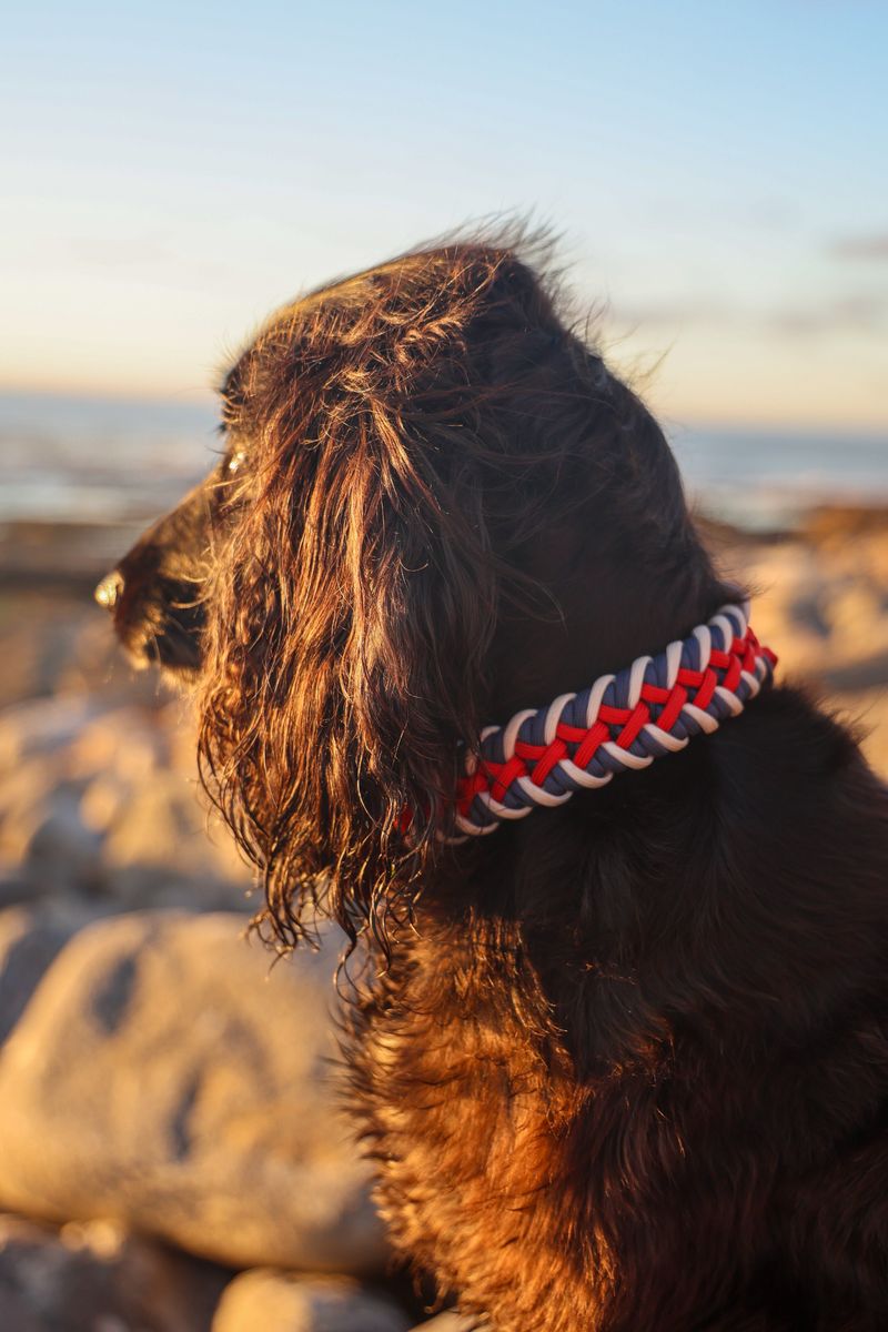 Sailor SNOOT
