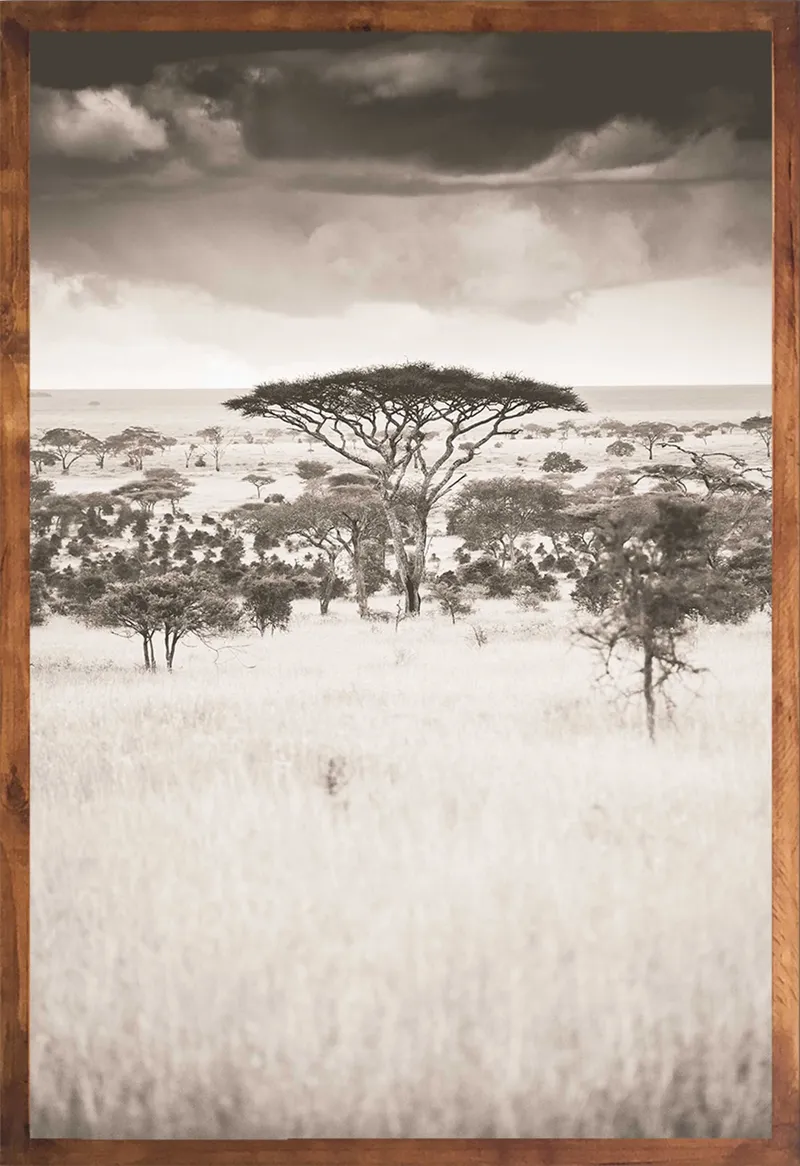 Serengeti Set - Image 3