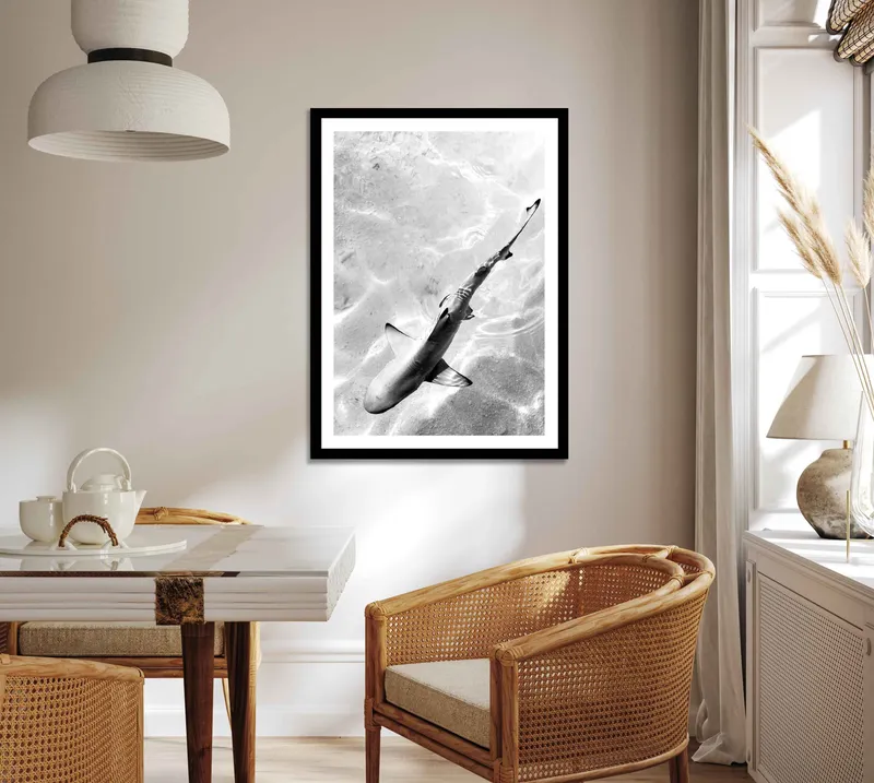 Sharks Tail - Image 7