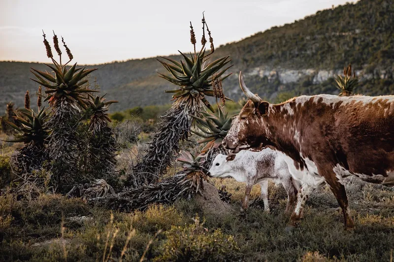 Nguni and aloe - Image 2