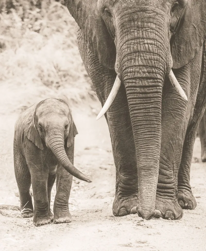 Family portrait - Image 2