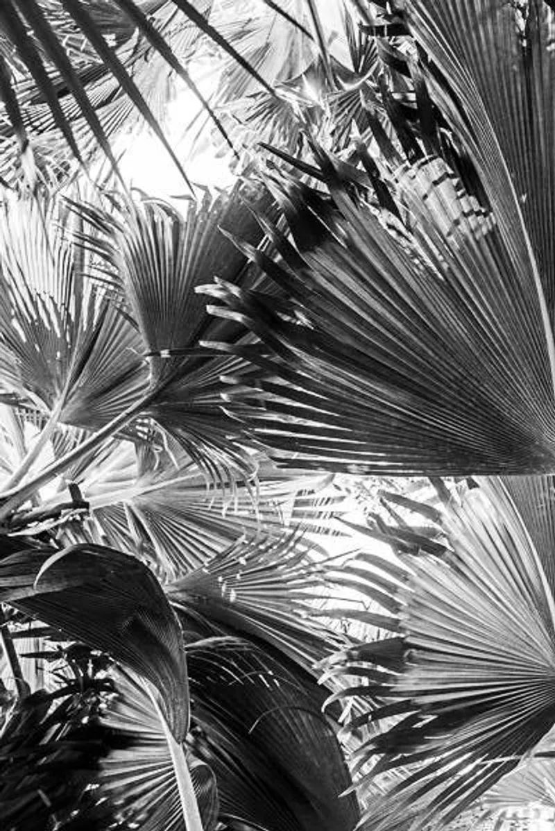 Vallée de Mai (limited edition) - Image 2