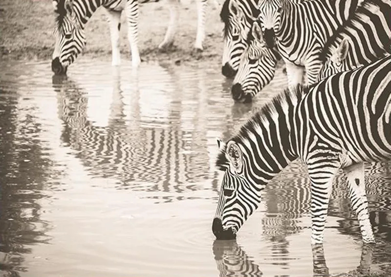 Watering hole - Image 2