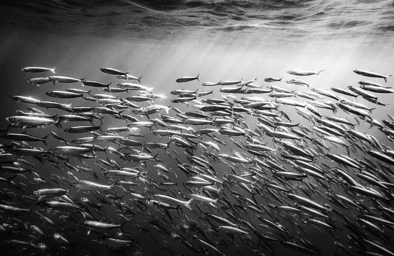 Sardine run - Image 2