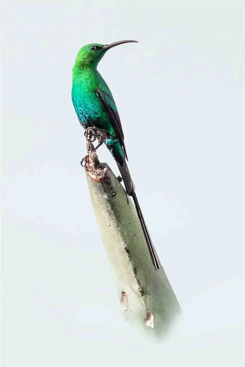 Malachite - Image 2