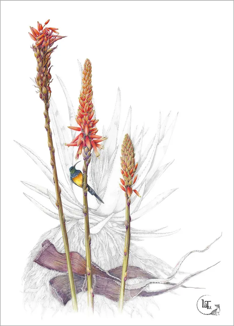 Tea Towels - Fynbos Aloe - Image 1