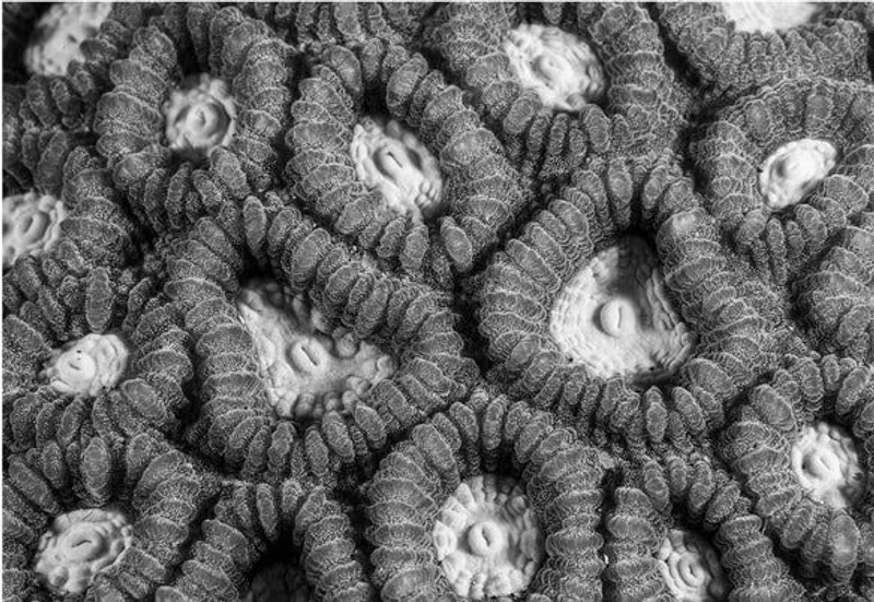 Ocean Cakes - Image 2