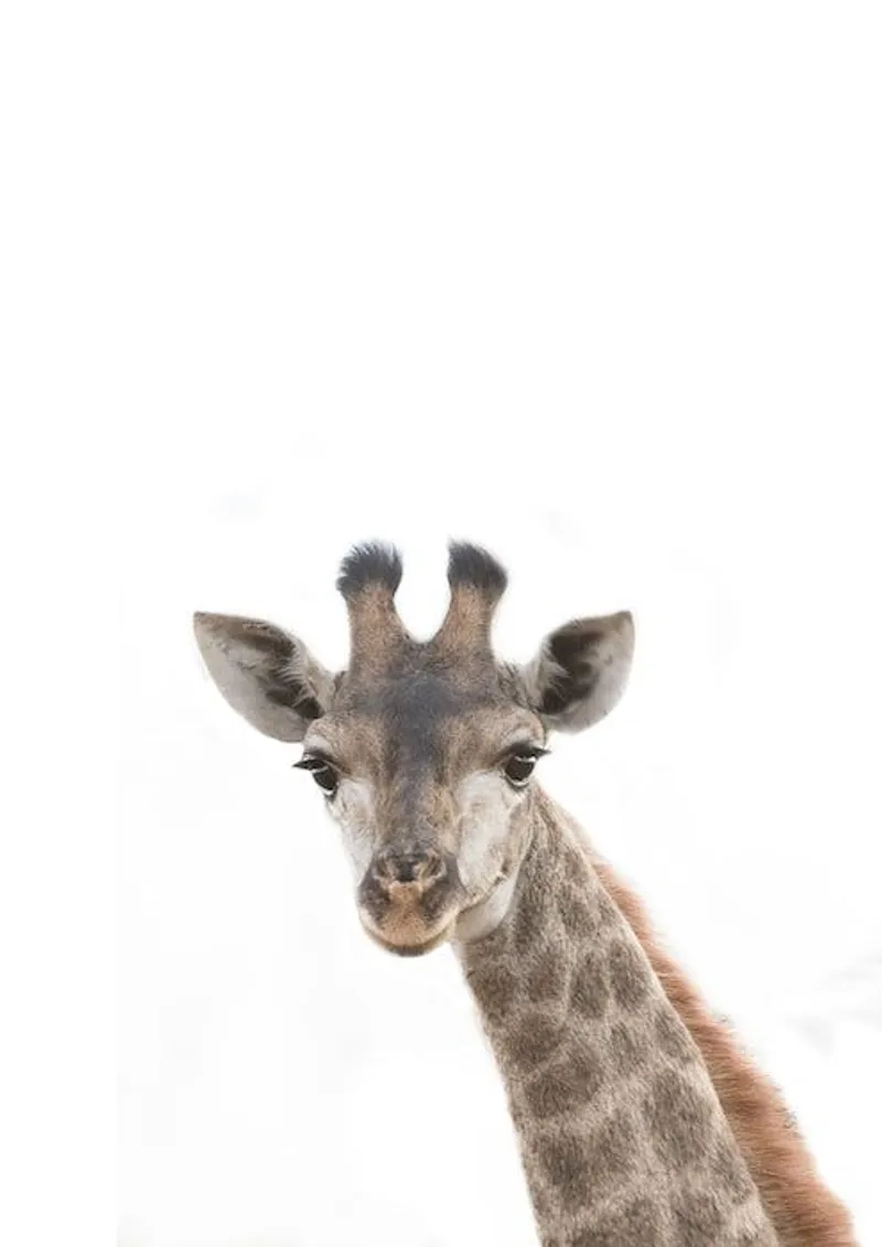 Safari babies | Sophie - Image 1