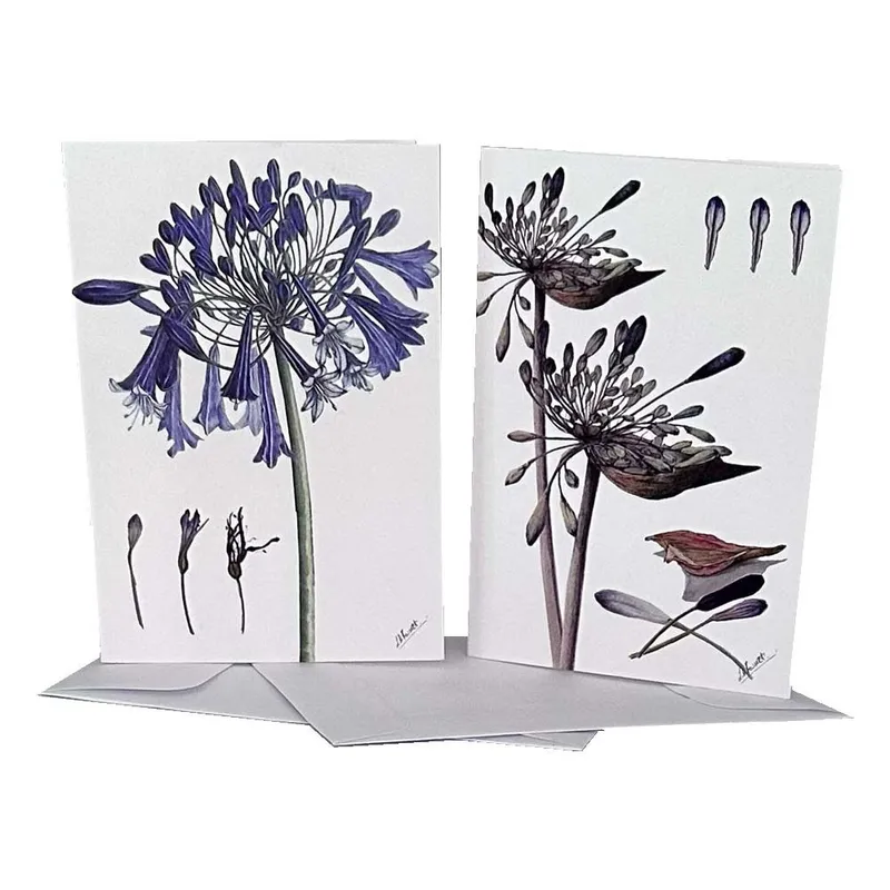 Gift Cards: Agapanthus Buds (Pack of 4) - Image 1