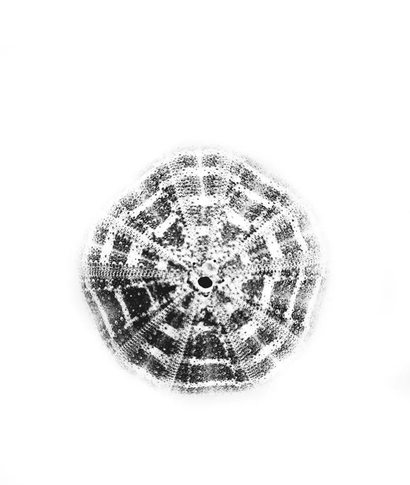 Shelled urchin - Image 1