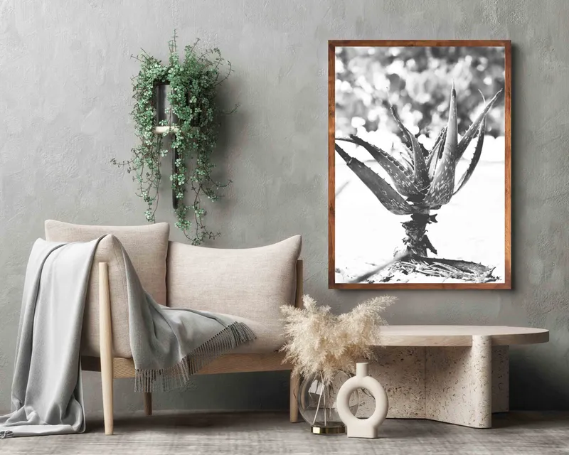 Beach aloe - Image 1