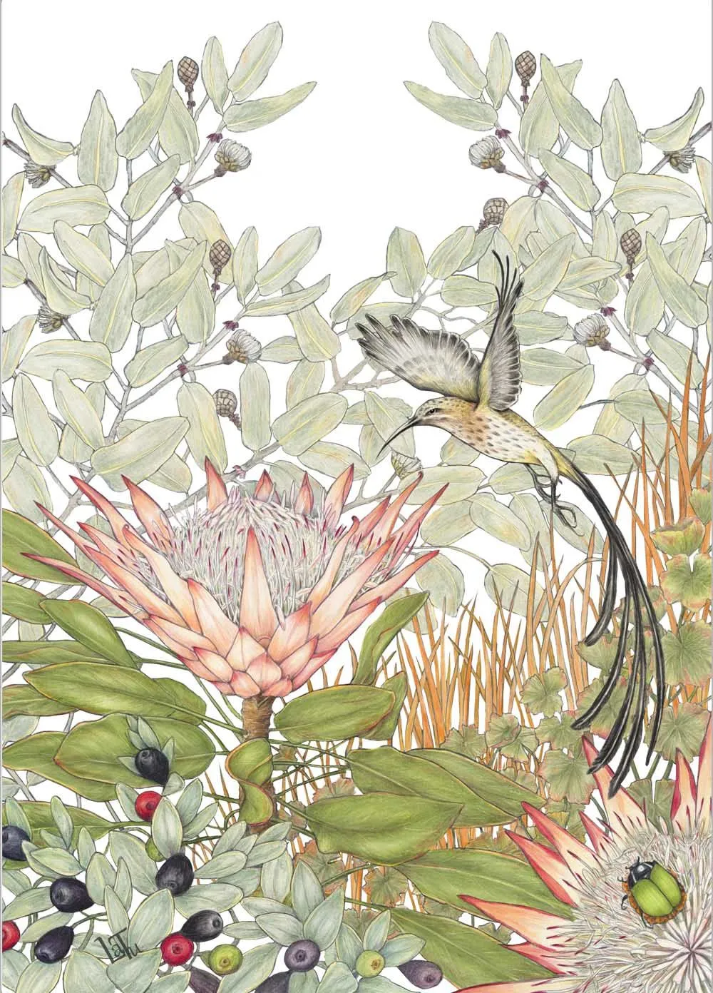 Tea Towels - King protea