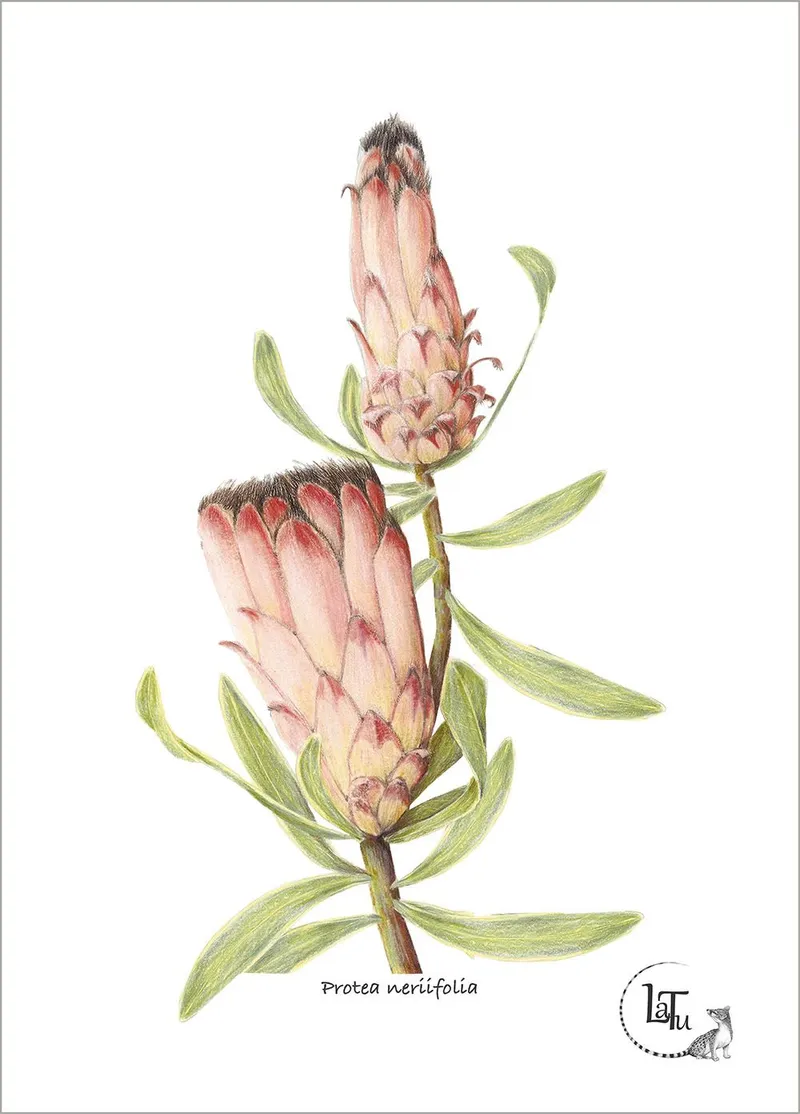 Tea Towels - Protea Neriifolia - Image 1