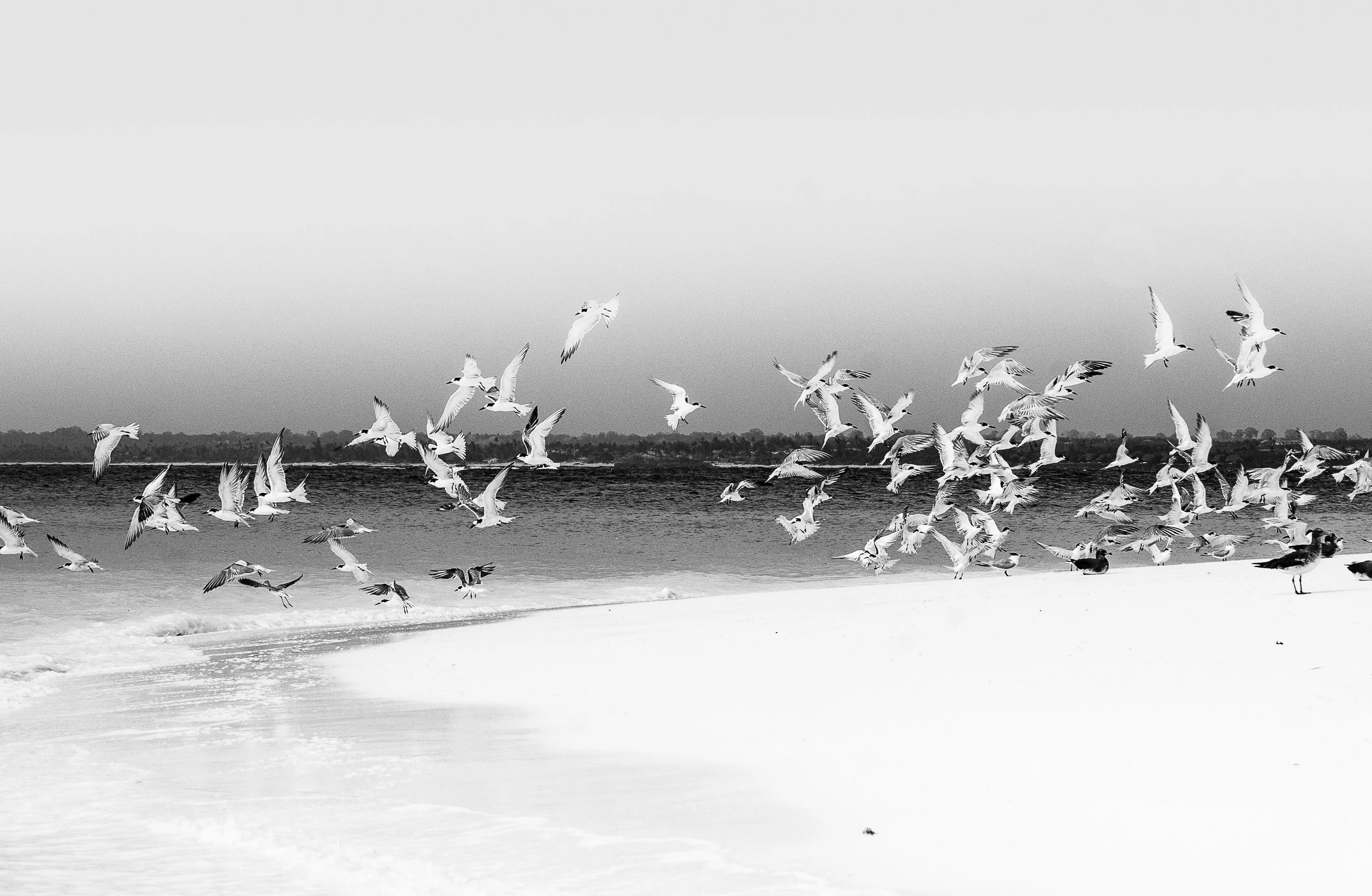 Hidden gems Canvas sale - Island nesting 106x166cm
