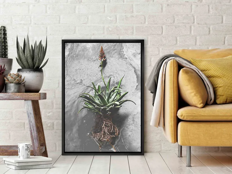 Red Hot Poker - Image 8