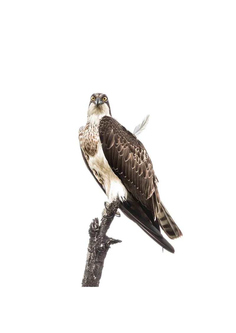 Osprey - Image 2