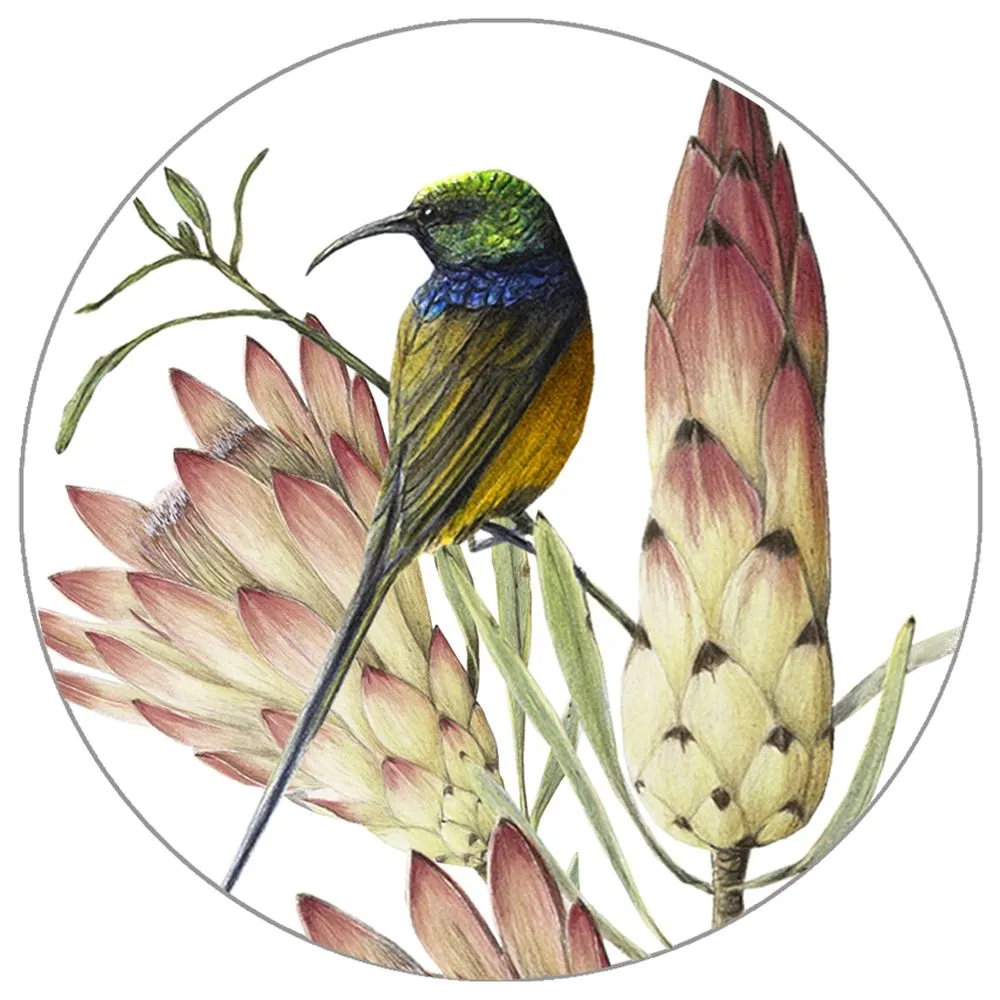 Coaster - Sweet Sunbird