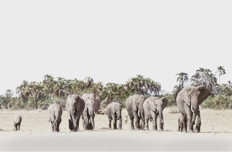 Elephant Palms - Image 2