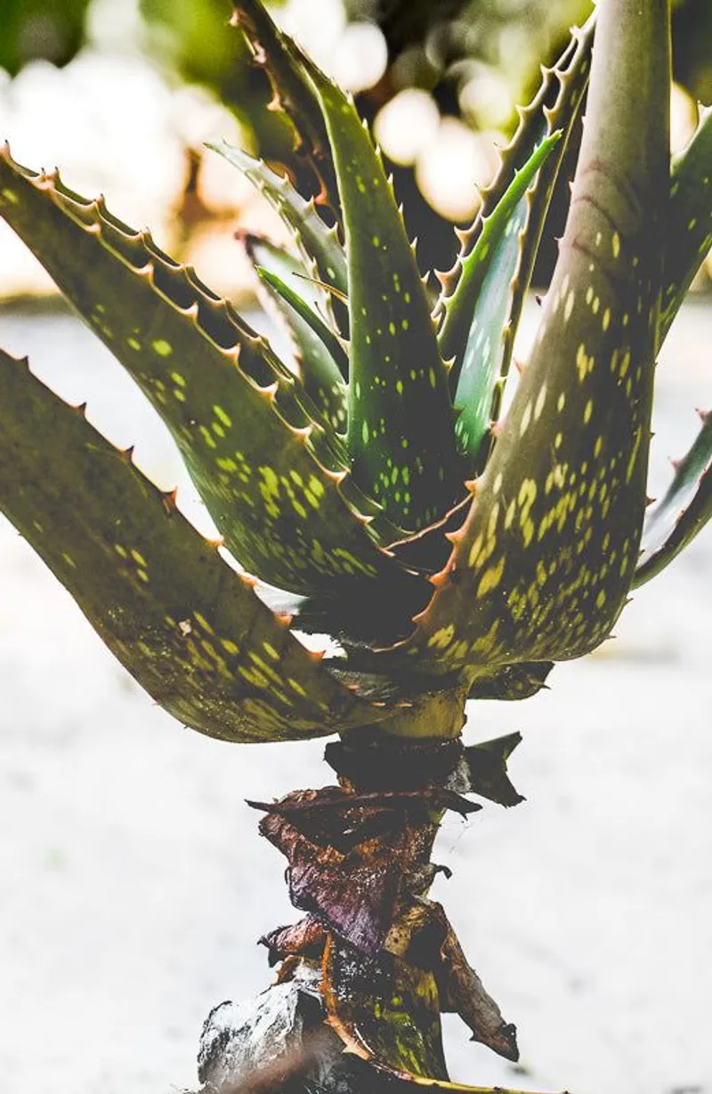 Sand aloe - Image 2