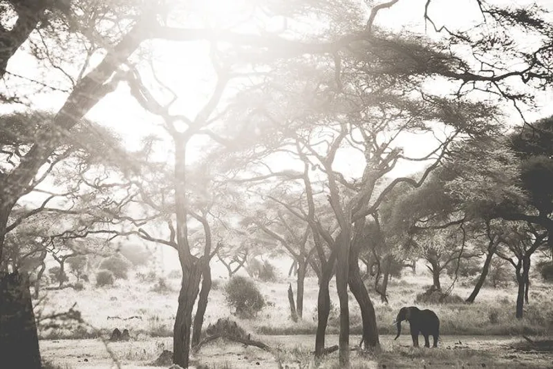 Giant among giants - Image 2