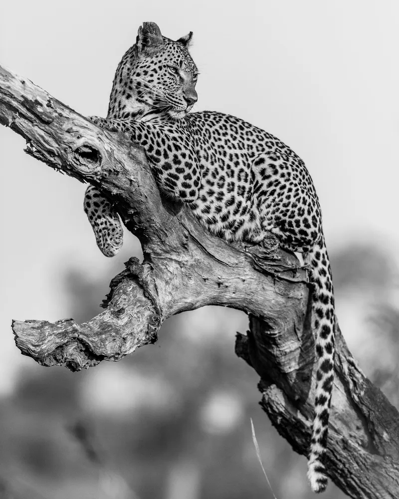 Sabi Queen - Image 6