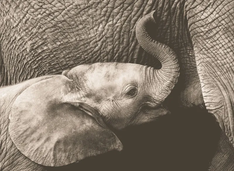 A tender moment - Image 2