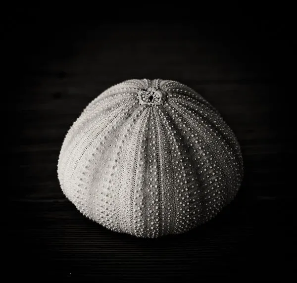 Black Sea Urchin