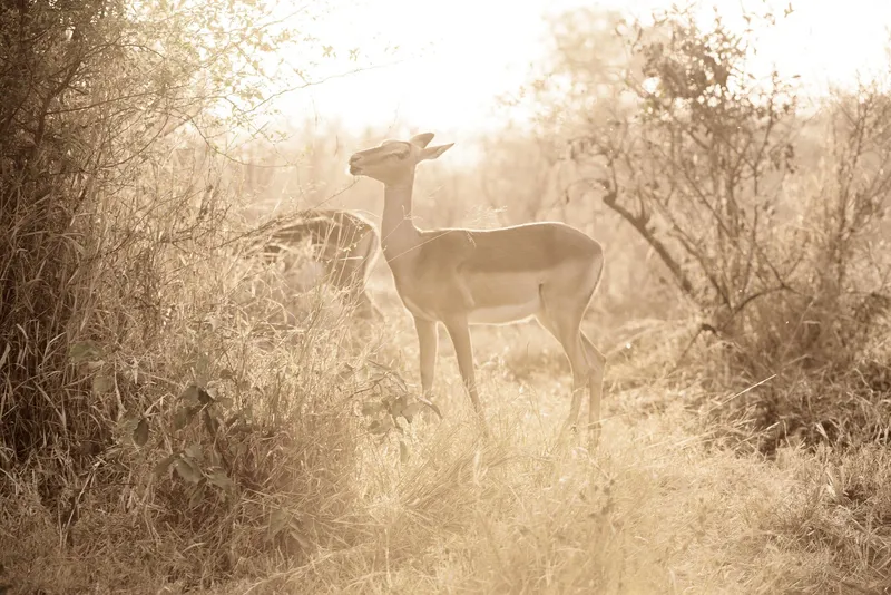 Pausing light - Image 2