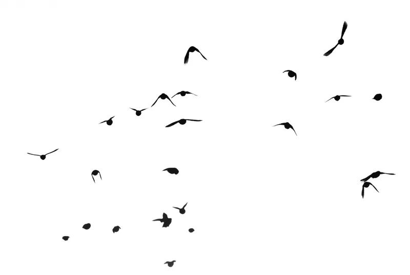 Abstract Flight - Image 2