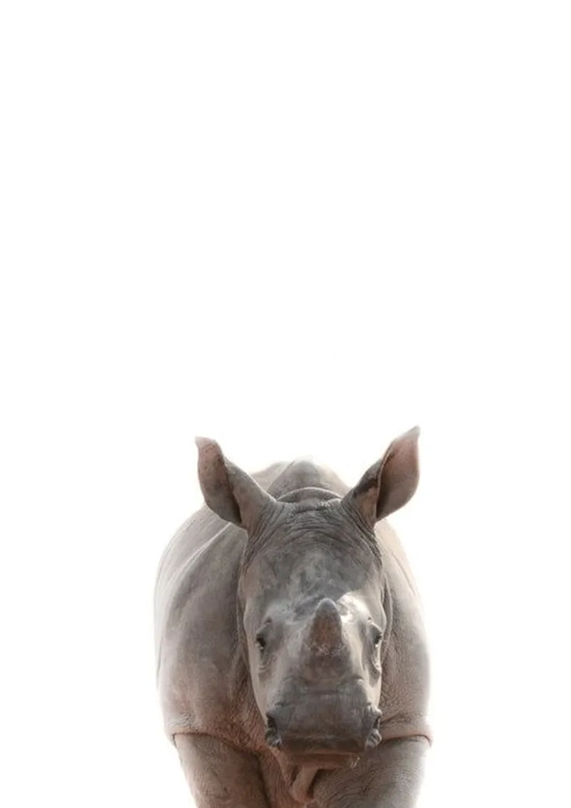 Safari babies | Ruby - Image 1