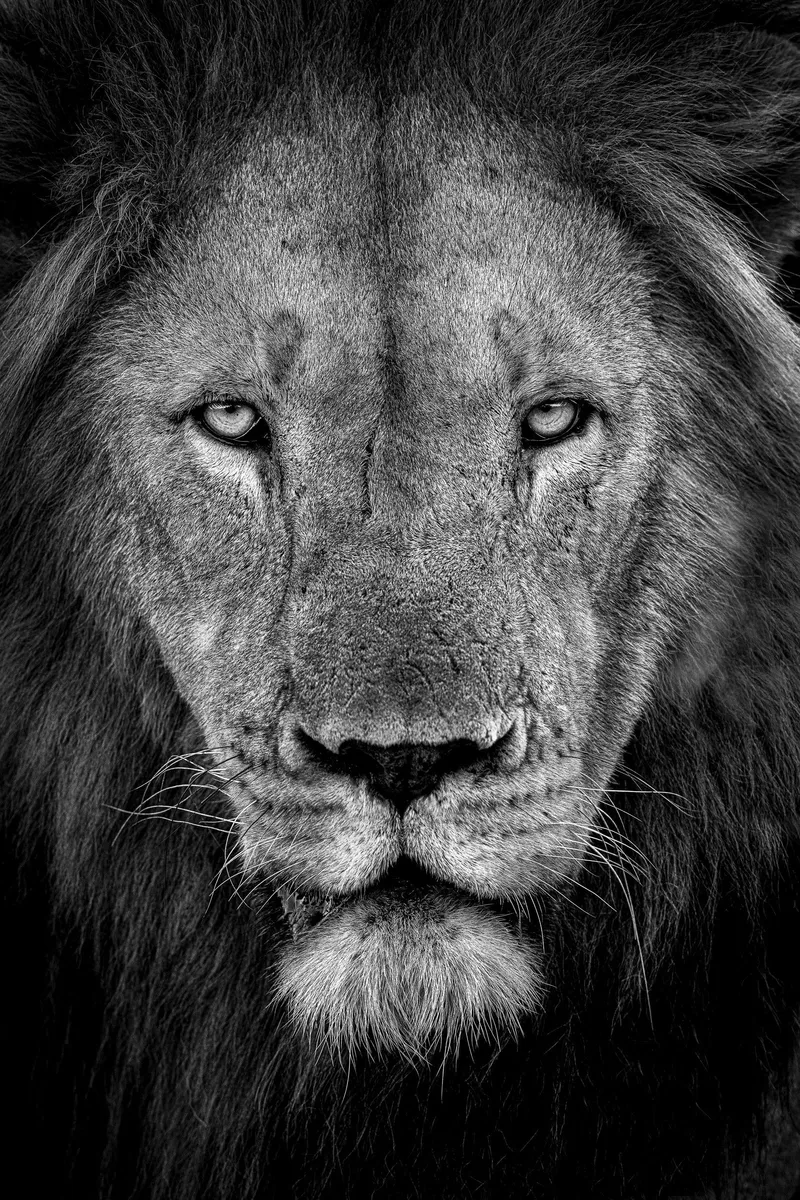 Power and Tusker Set - Image 3