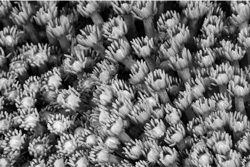 Tunda la Maji - Image 2