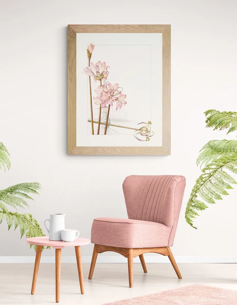 Amaryllis Belladonna - Image 2