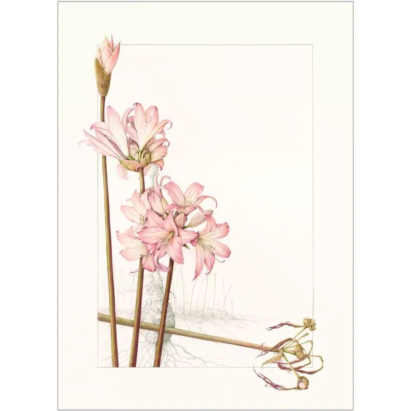 Amaryllis Belladonna - Image 1