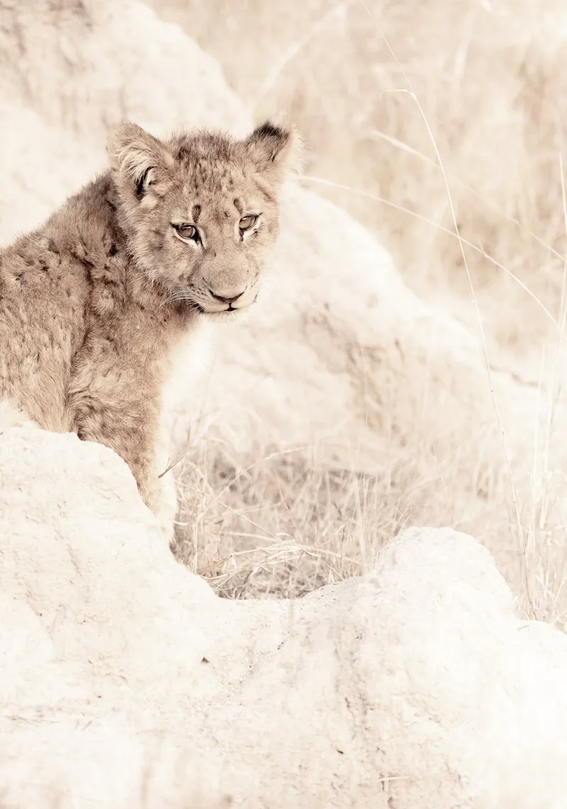 Courage - Image 2