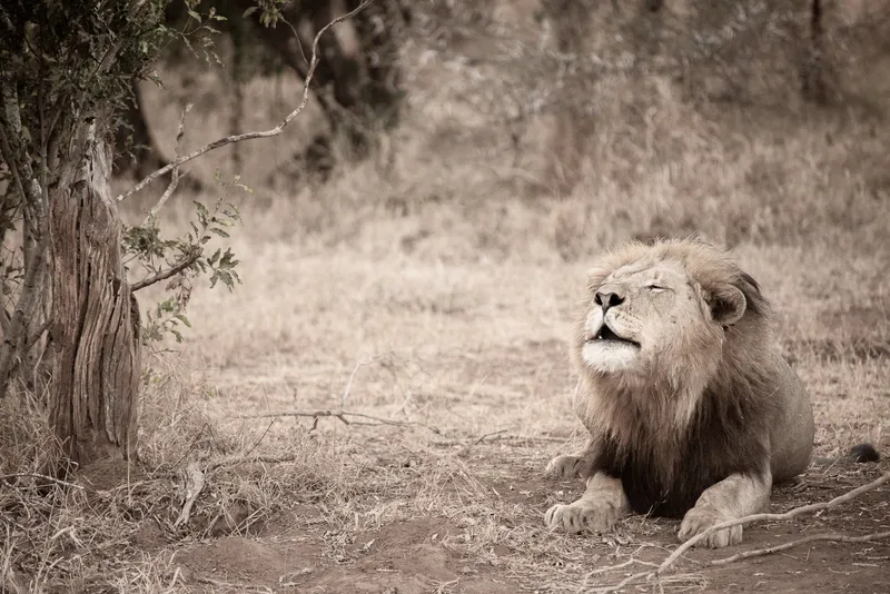 Sounds of Africa - Image 2