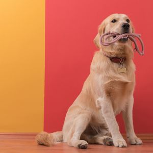 Pet Collars & Leashes
