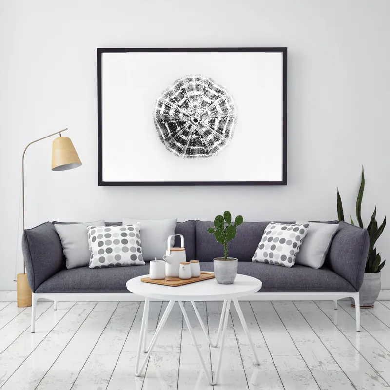 Shelled urchin - Image 3