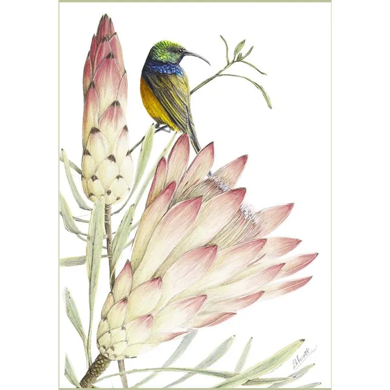 Gift Cards: Fynbos 2 (Pack of 4) - Image 3