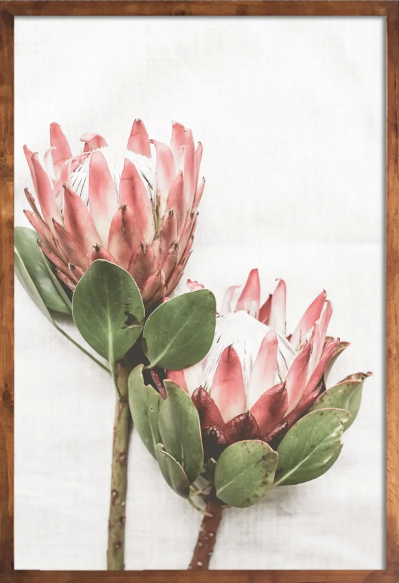 Protea Set - Image 3