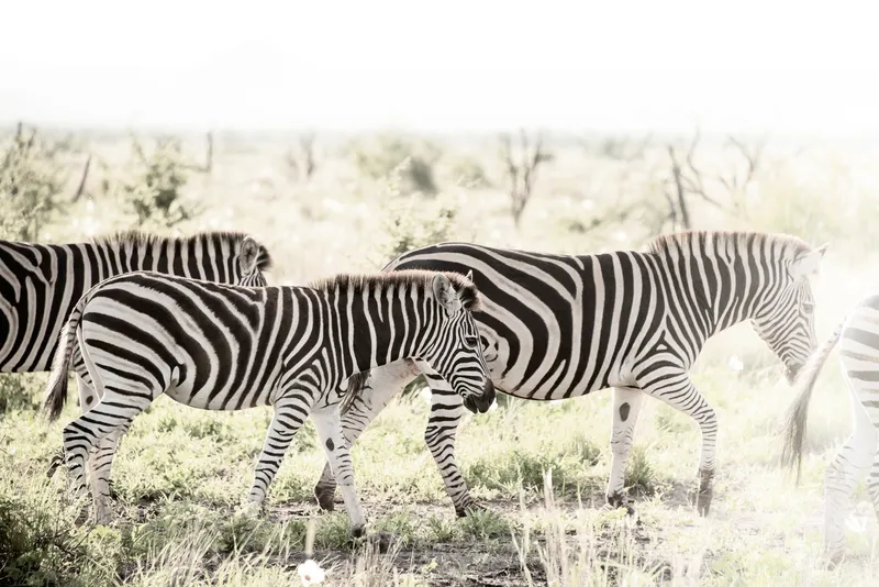 Towards the light - Image 2