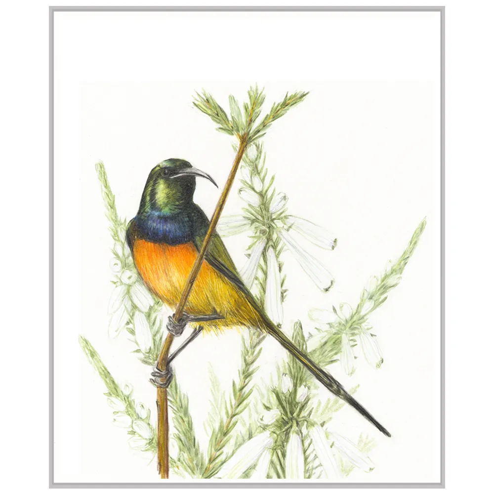 Orange-breasted sunbird & erica