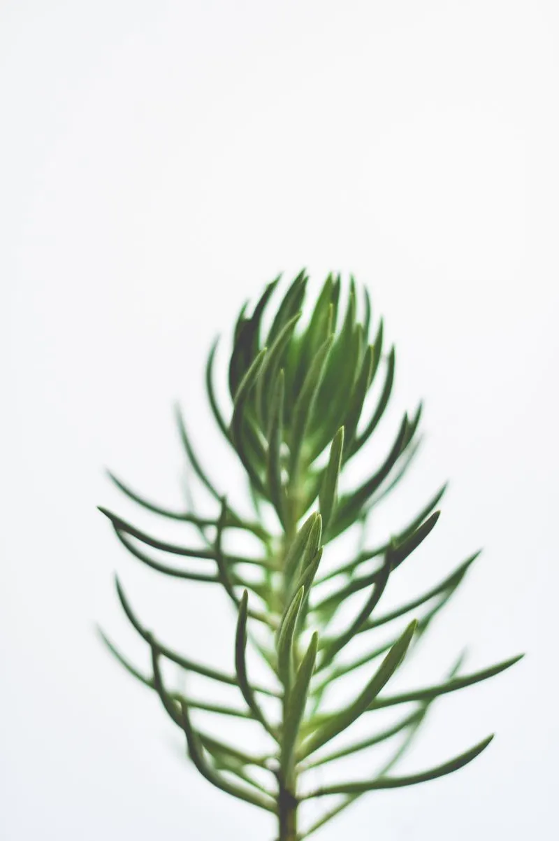 Transparency - Image 2