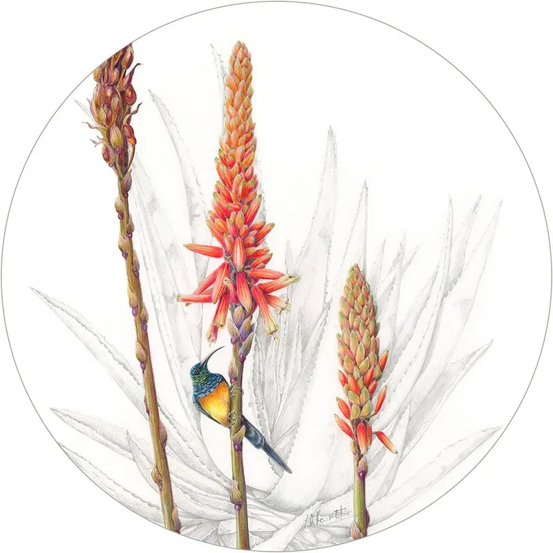 Paper Placemats - Hello Aloe - Image 1