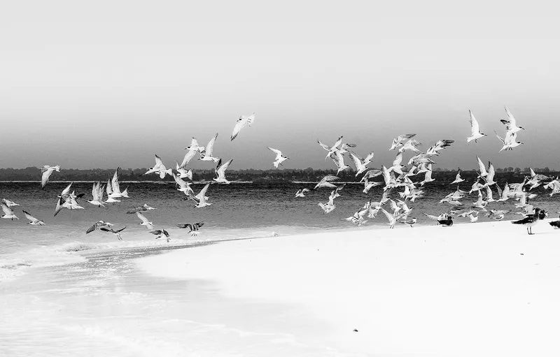 Island Nesting B&W Rolled Canvas - Image 1