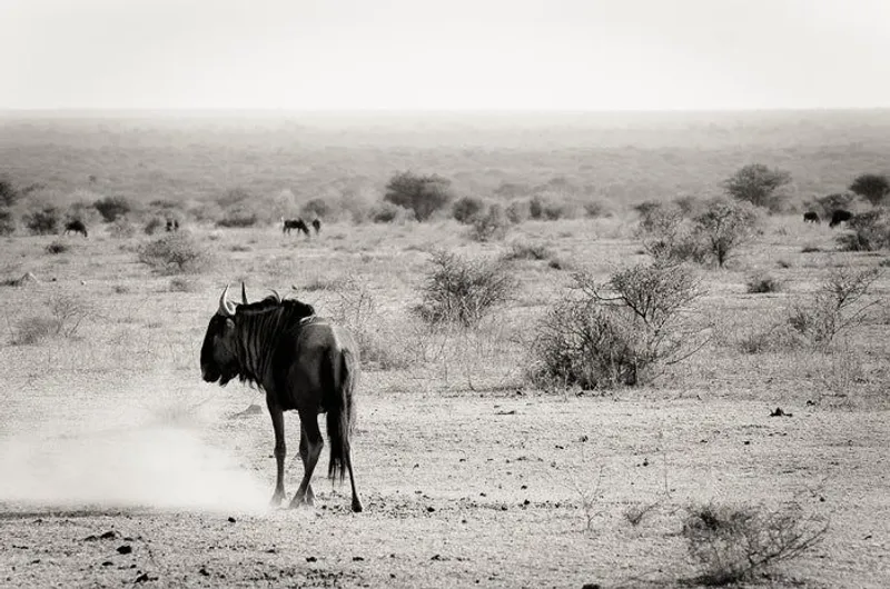 The lone Wildebeest - Image 2
