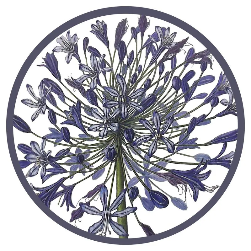 Placemat (Cork Backed) - Agapanthus - Image 1