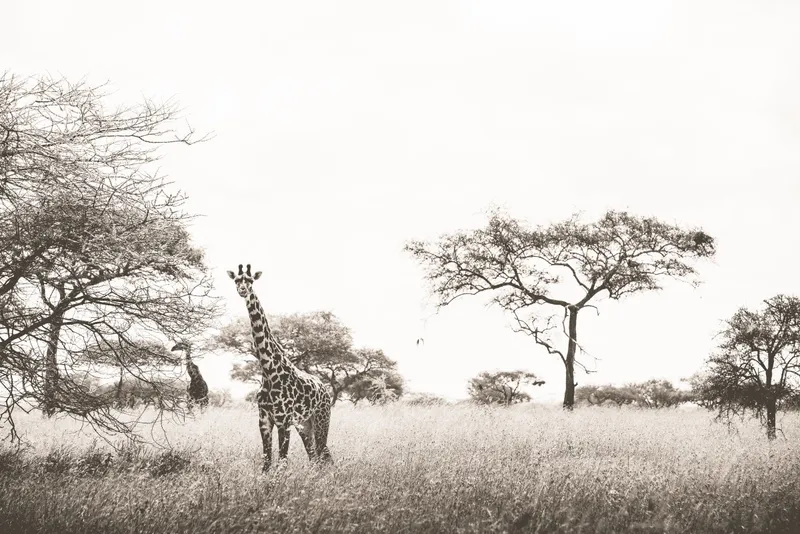 Plains and trees - Image 2